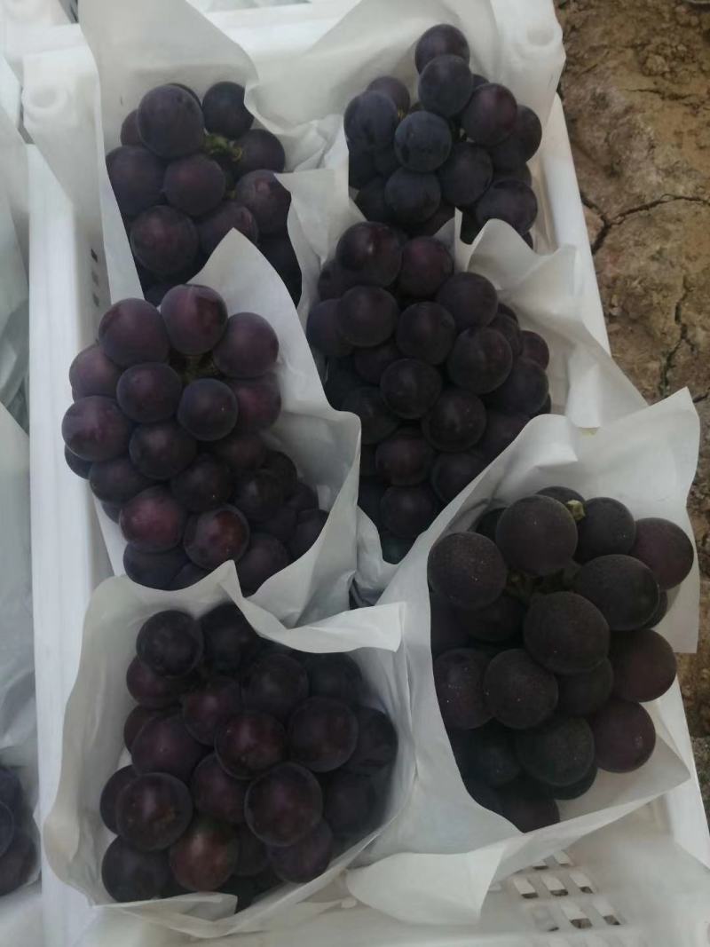 河北邢台乒乓球葡萄藤稔巨峰夏黑葡萄阳光玫口感纯甜大粒大串