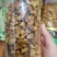 菊苣根炒制量大从优一件代发