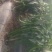 树椒