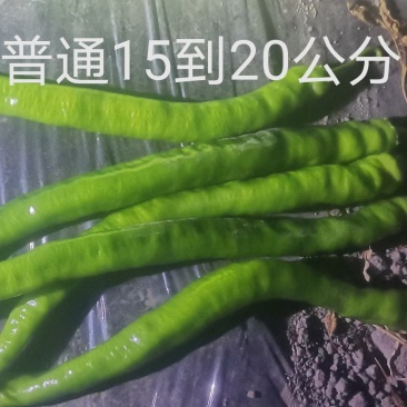 树椒