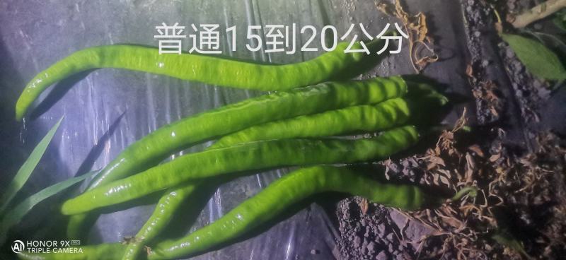 树椒