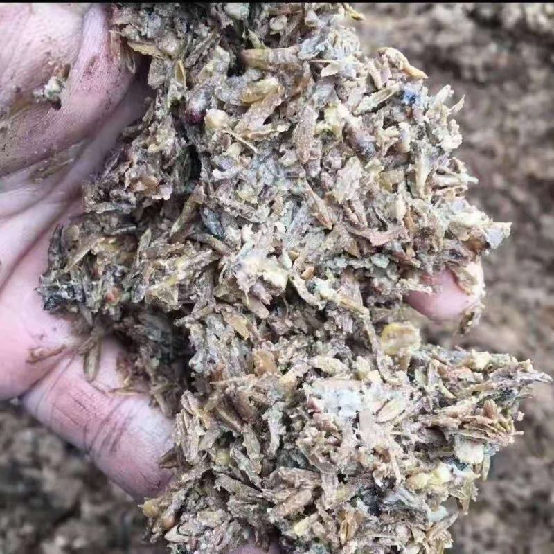 啤酒糟啤酒糟现货供应啤酒糟现货供应。