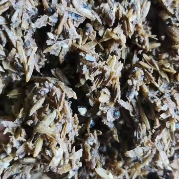 啤酒糟啤酒糟现货供应啤酒糟现货供应。