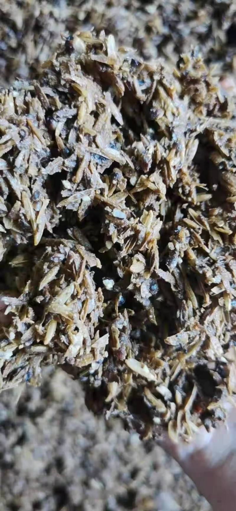 啤酒糟啤酒糟现货供应啤酒糟现货供应。
