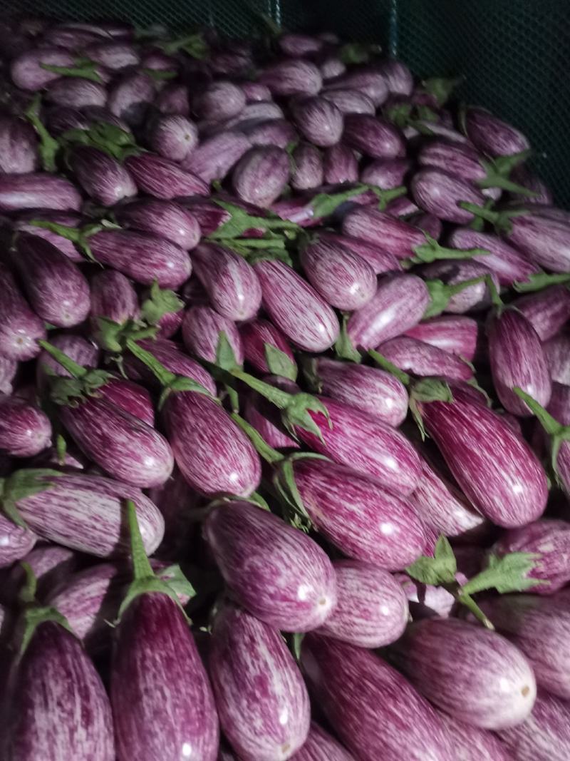 茄子