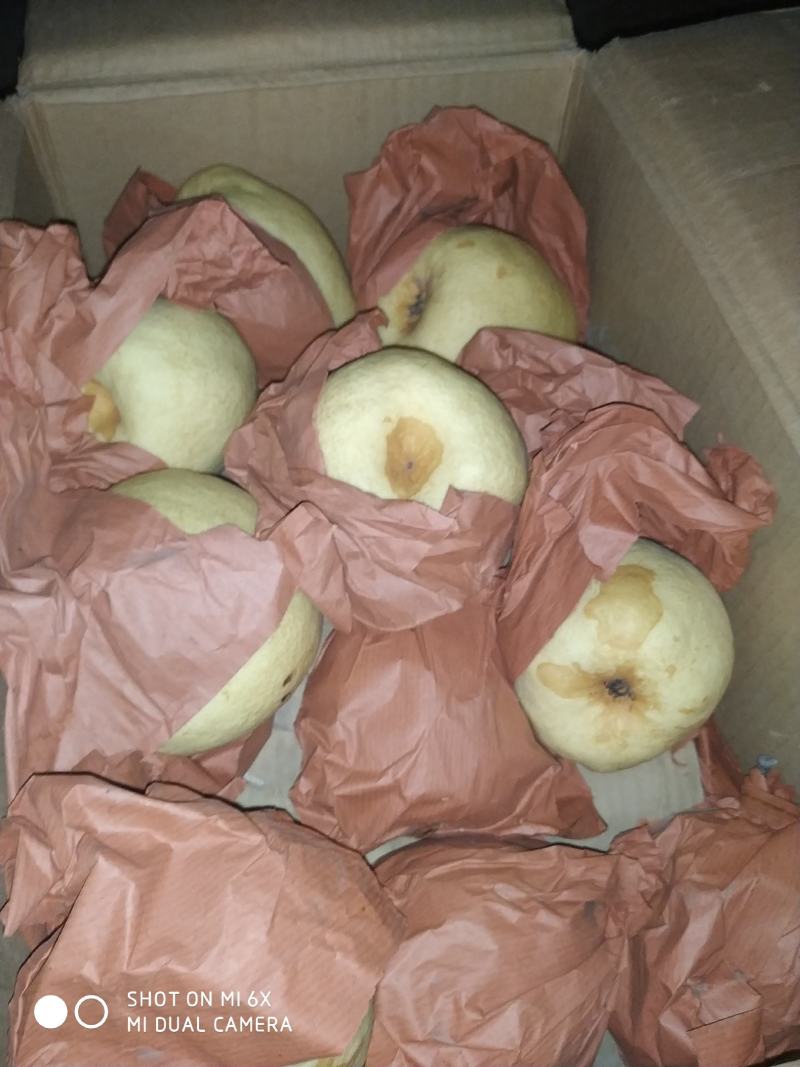 祁县酥梨皮薄胡小汁水饱满皮毛鲜亮果肉细腻