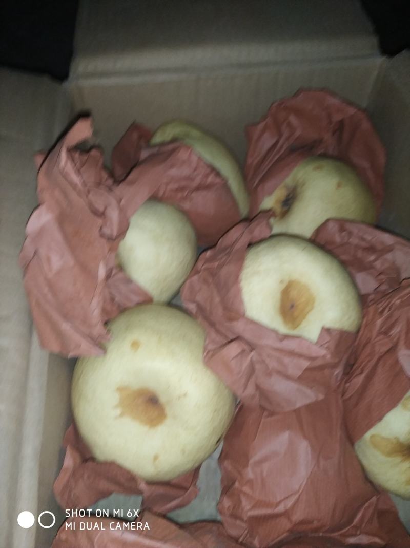祁县酥梨皮薄胡小汁水饱满皮毛鲜亮果肉细腻