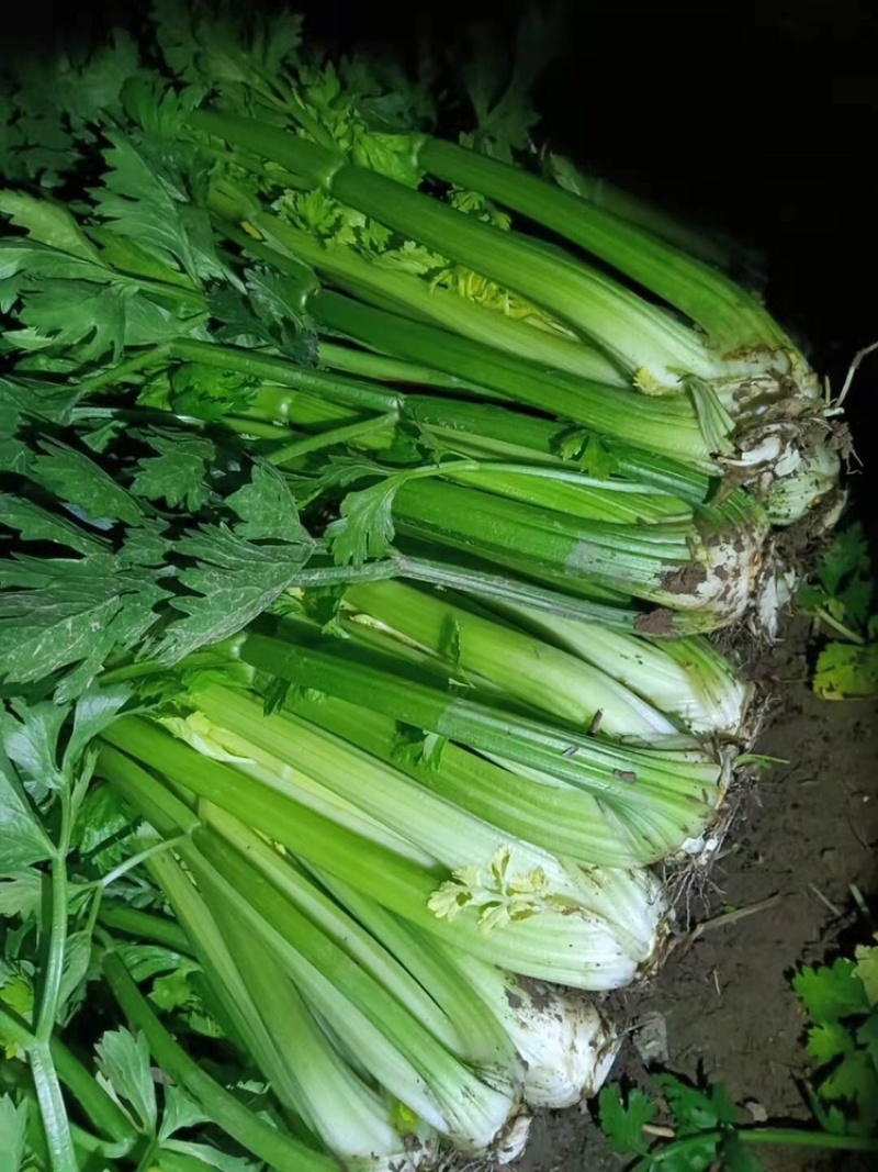 精品西芹，斩头菜，70公分高2斤半重量