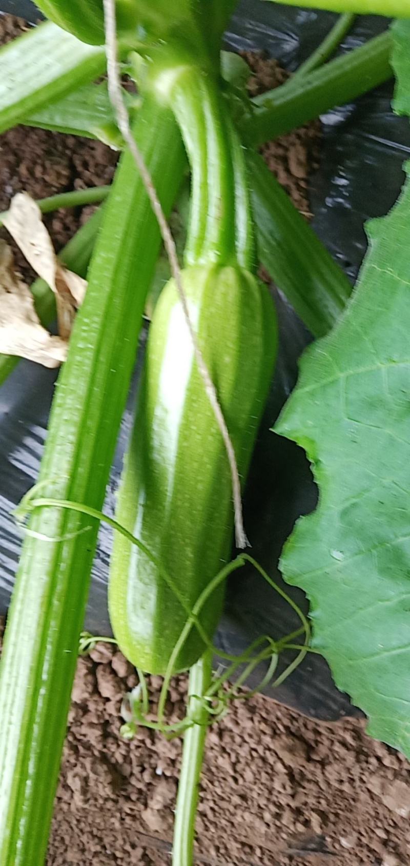 西葫芦