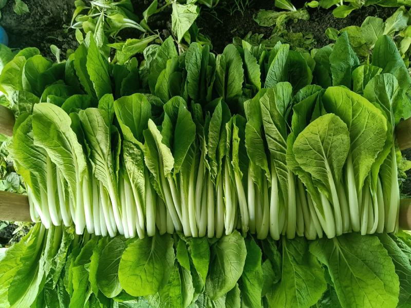 寻找长期合作买主