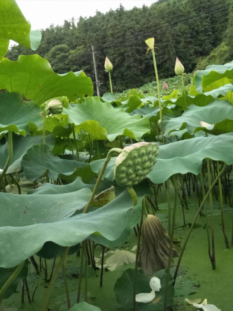 大量供应新鲜江西广昌36号太空莲。白莲，莲蓬