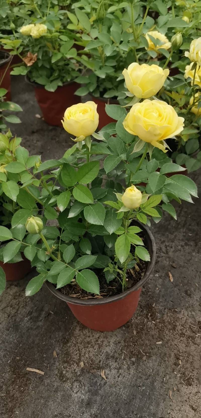 云南基地批发盆栽钻石玫瑰丰花玫瑰花苗花卉工程绿化苗