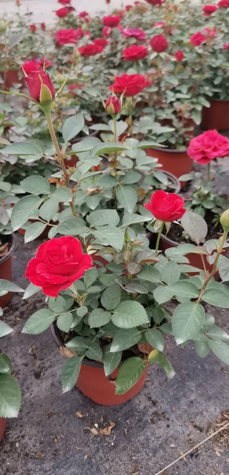 云南基地批发盆栽钻石玫瑰丰花玫瑰花苗花卉工程绿化苗