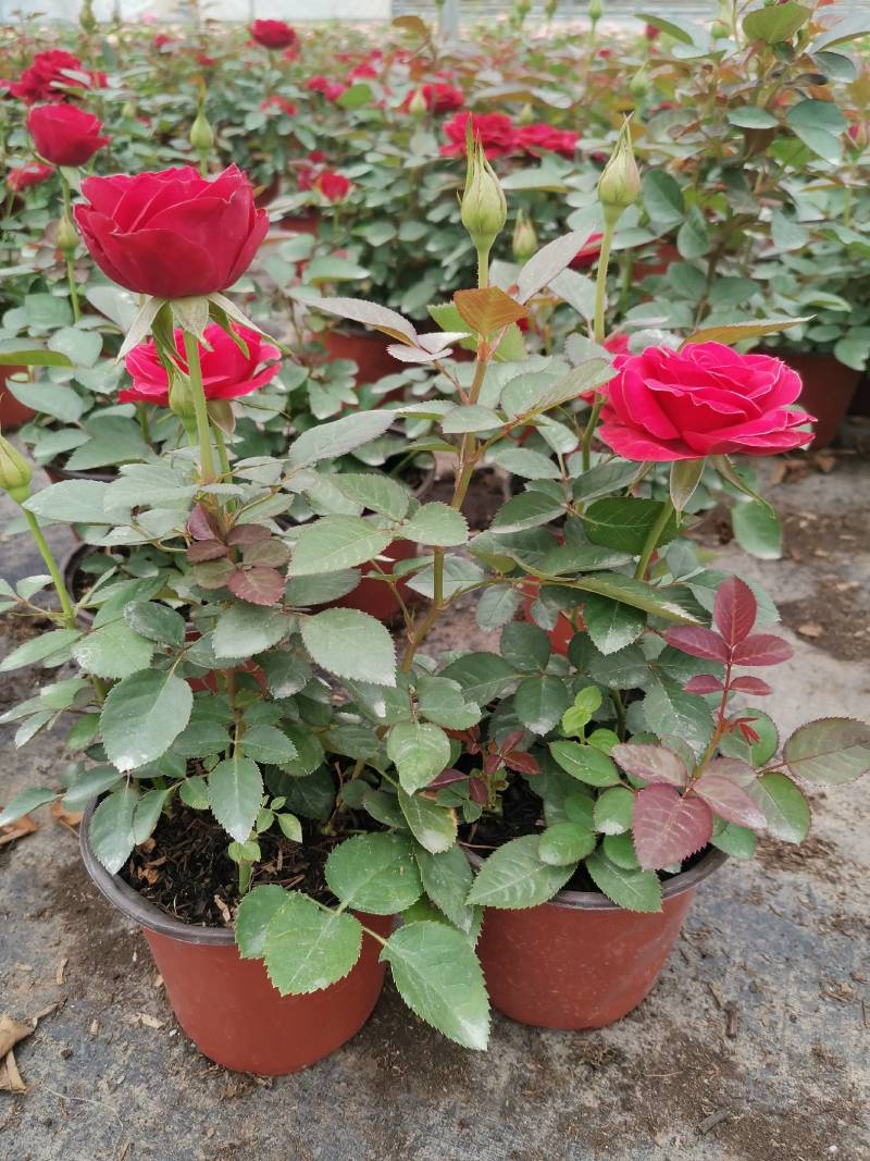 云南基地批发盆栽钻石玫瑰丰花玫瑰花苗花卉工程绿化苗