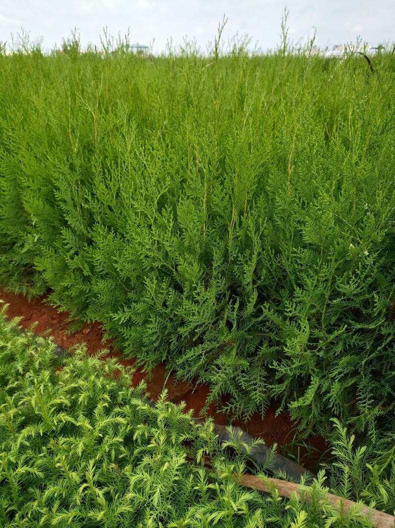 扁柏苗，柏树苗，侧柏，苗圃直销，证件齐全