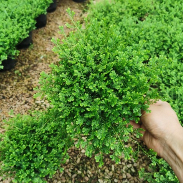 翠云草精挑细选基地直销原装带土发货，绿化苗木