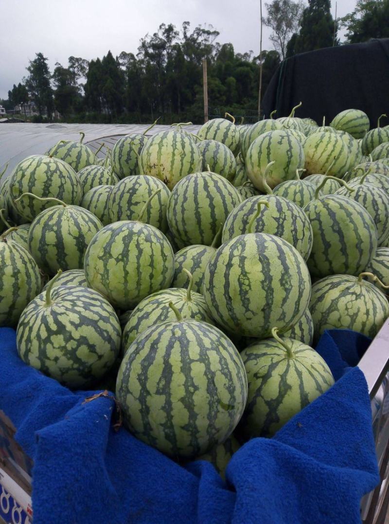开封陆地8424西瓜6斤打底八成熟头茬瓜包熟包甜