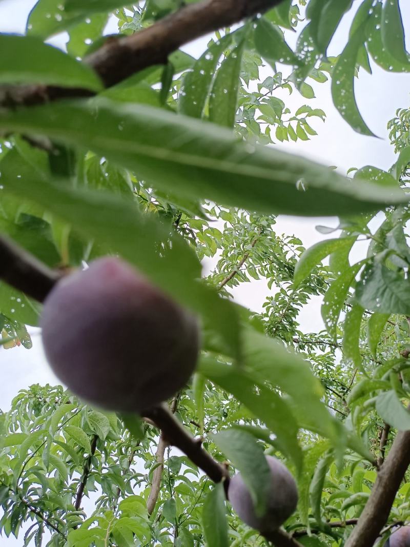 五月脆基地货，一手货源，大量上市，价格美丽，欢迎各位老板