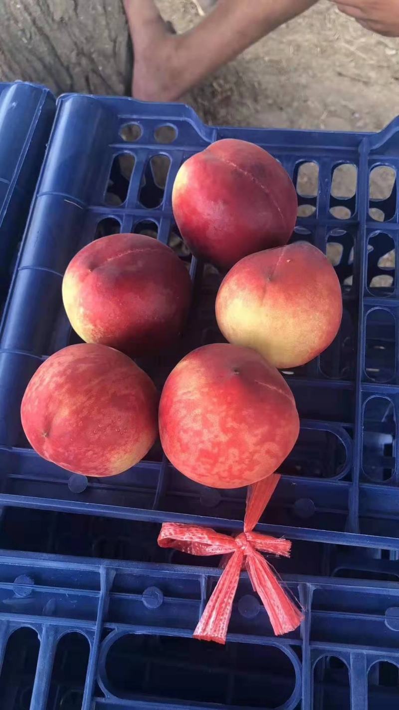 油桃大量上市，货源充足