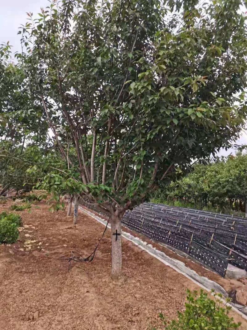 各类樱花树品种齐全，存活率高，支持视频看货-承接绿化工程