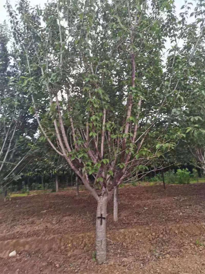 各类樱花树品种齐全，存活率高，支持视频看货-承接绿化工程