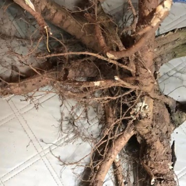 广西种植鲜货山豆根