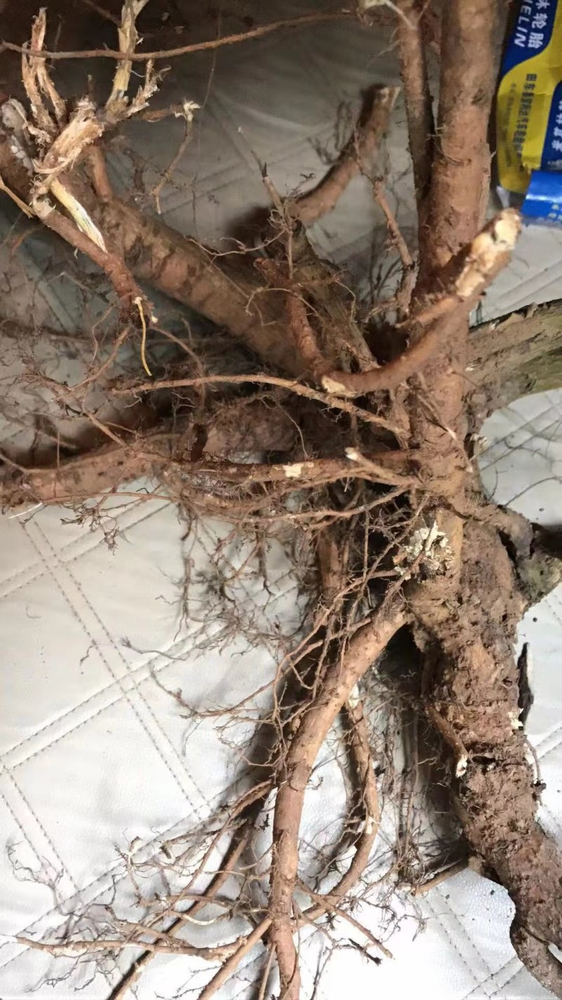 广西种植鲜货山豆根