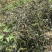广西种植鲜货山豆根