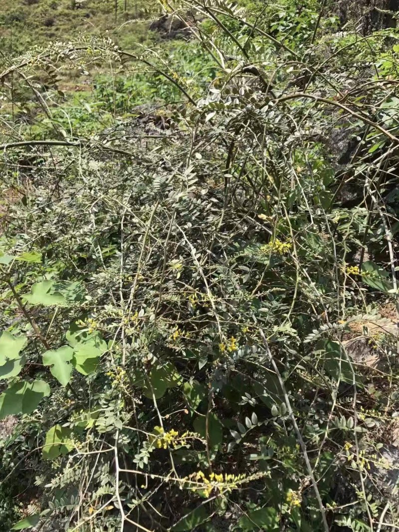 广西种植鲜货山豆根