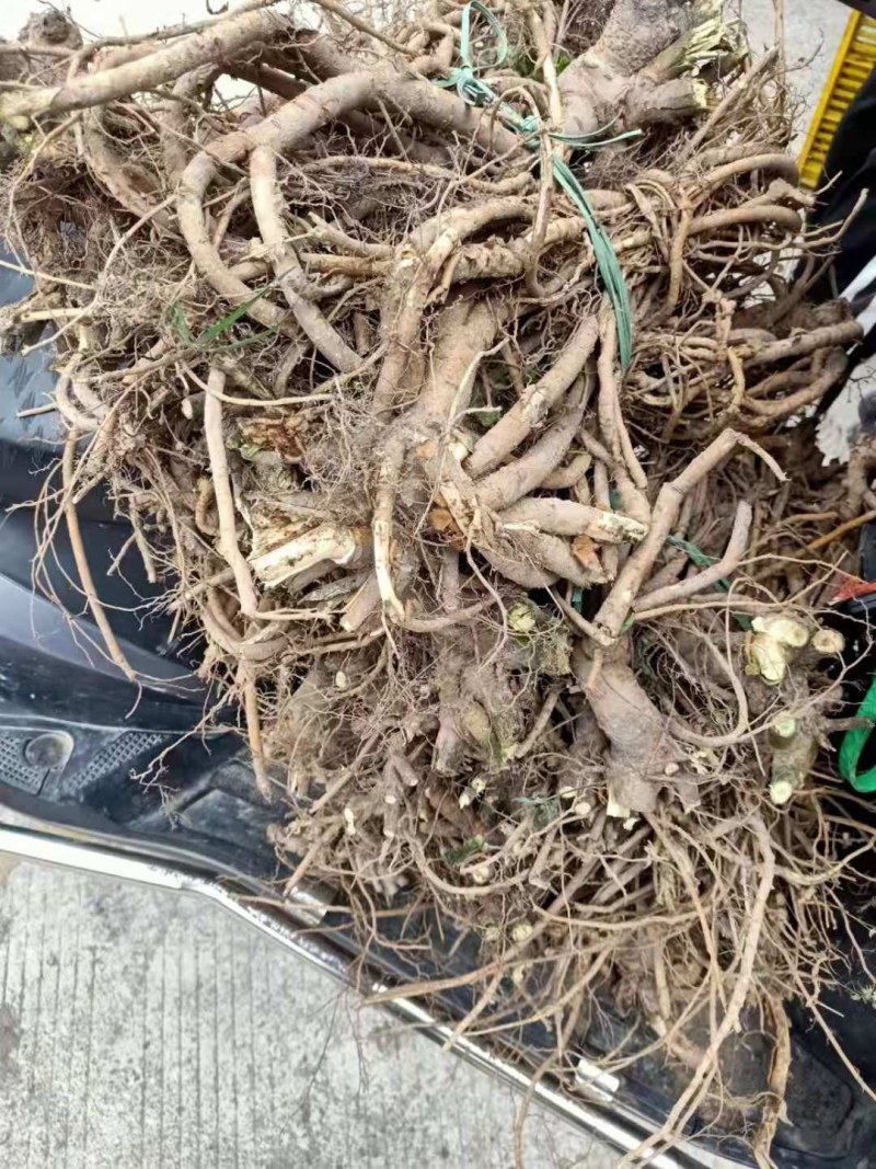 广西种植鲜货山豆根