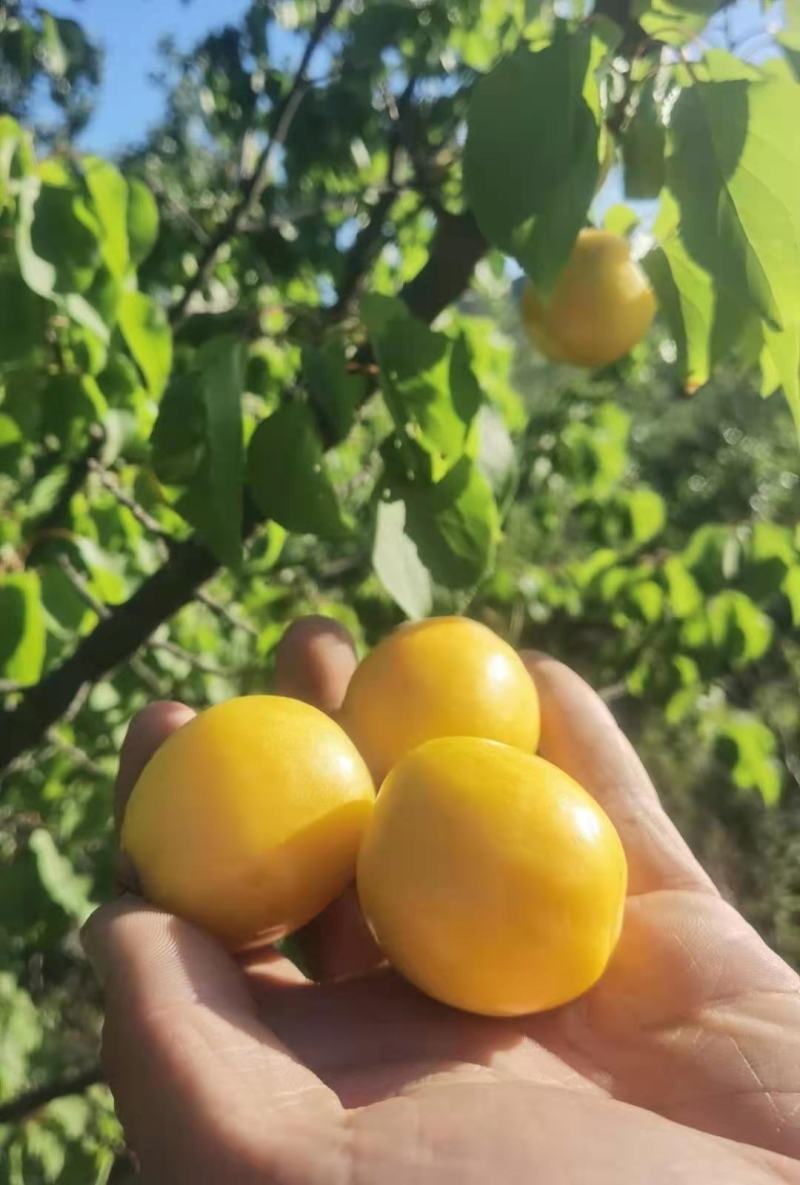 珍珠油杏产地直发