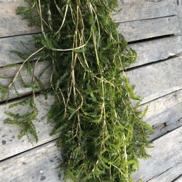 菹草菹草种子麦黄草等各种沉水植物大量供应