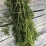 菹草菹草种子麦黄草等各种沉水植物大量供应