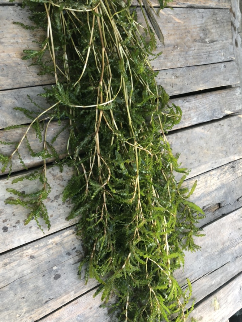 菹草菹草种子麦黄草等各种沉水植物大量供应