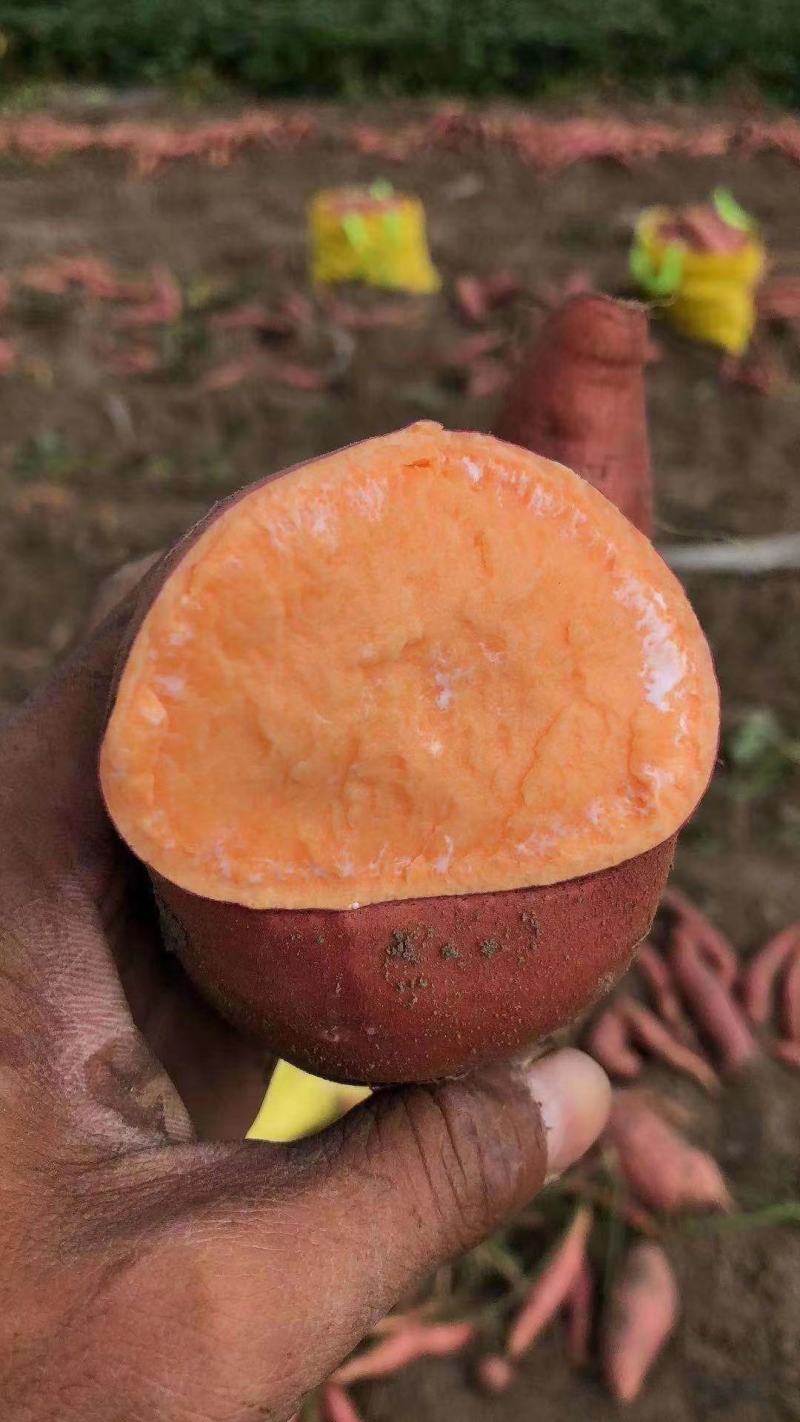 脱毒西瓜红薯苗基地直发包技术包回收量大从优