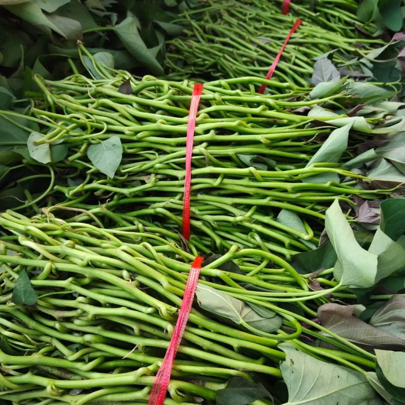 脱毒西瓜红薯苗基地直发包技术包回收量大从优