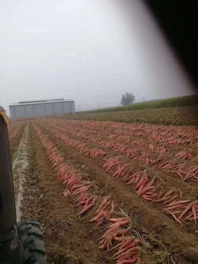 脱毒西瓜红薯苗基地直发包技术包回收量大从优
