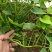 脱毒西瓜红薯苗基地直发包技术包回收量大从优
