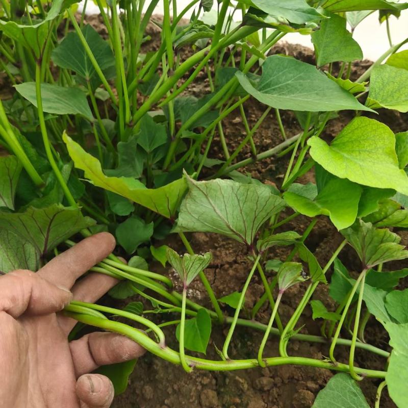 脱毒西瓜红薯苗基地直发包技术包回收量大从优
