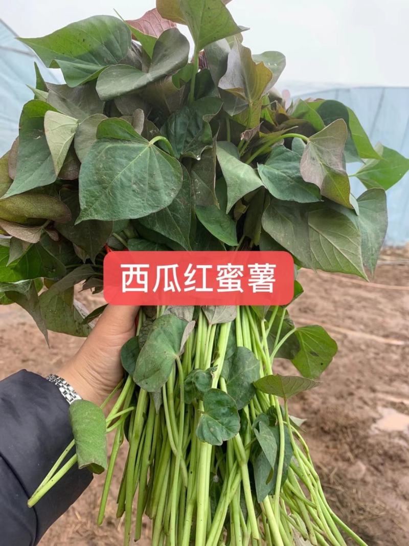 脱毒西瓜红薯苗基地直发包技术包回收量大从优
