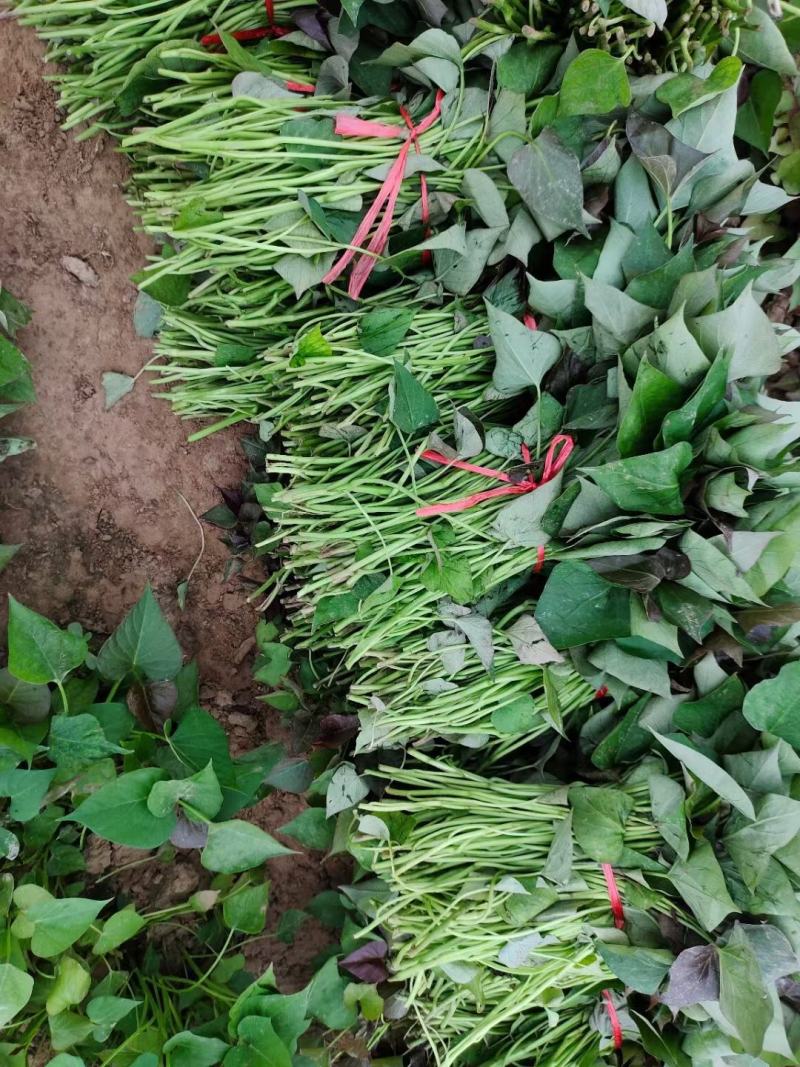 脱毒西瓜红薯苗基地直发包技术包回收量大从优
