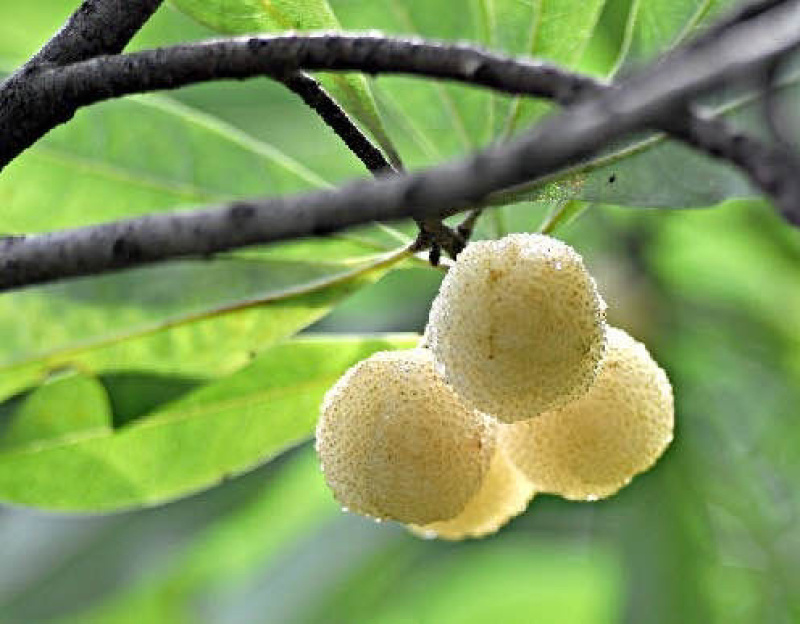 二都珍山东山白沙杨梅