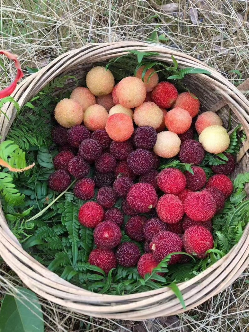 二都珍山东山白沙杨梅