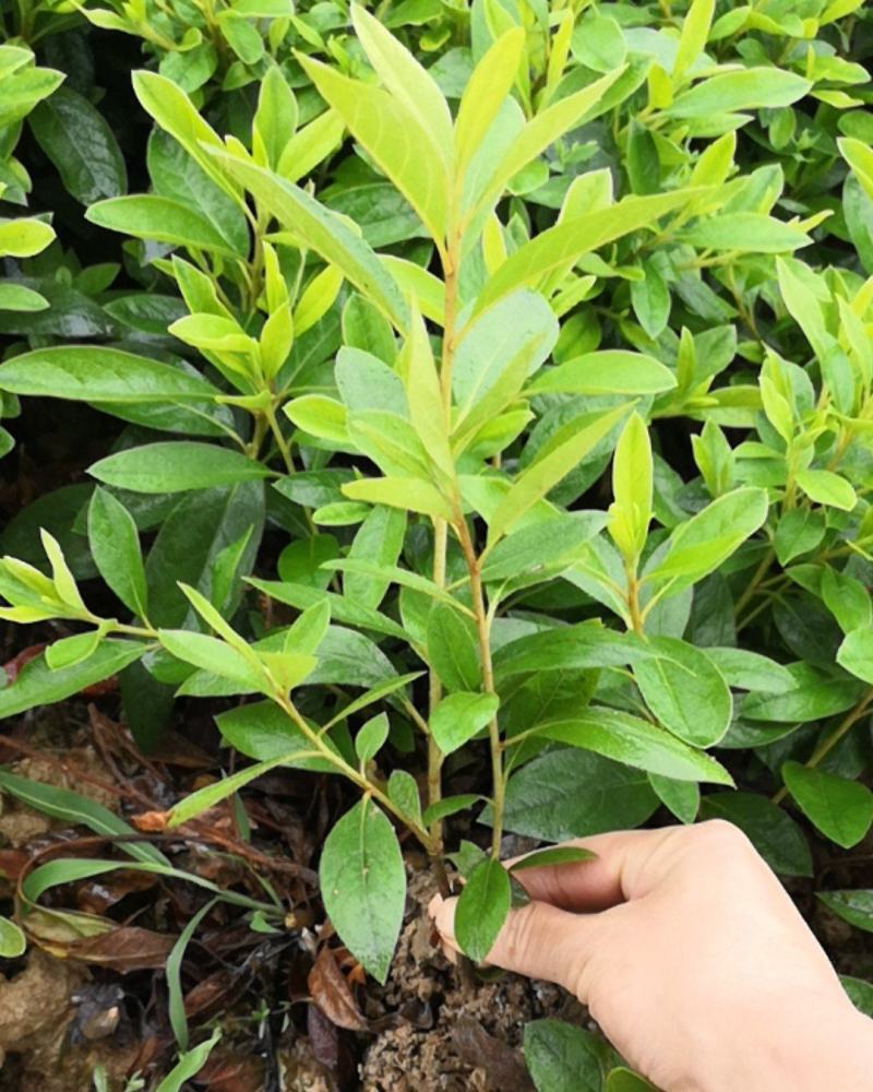 杜鹃小苗，杜鹃小毛球，西洋杜鹃苗，夏杜鹃，绿化工程苗，