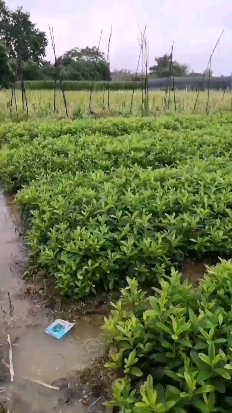 杜鹃小苗，杜鹃小毛球，西洋杜鹃苗，夏杜鹃，绿化工程苗，