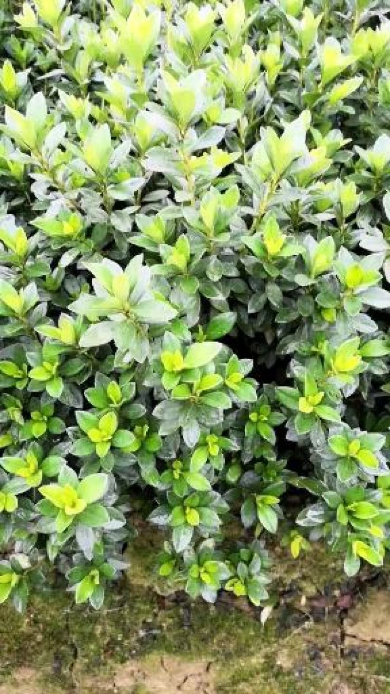 杜鹃小苗，杜鹃小毛球，西洋杜鹃苗，夏杜鹃，绿化工程苗，