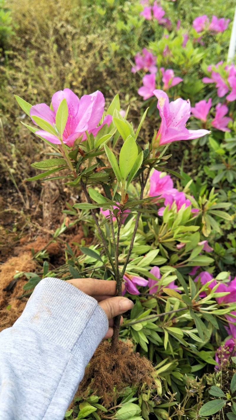 杜鹃小苗，杜鹃小毛球，西洋杜鹃苗，夏杜鹃，绿化工程苗，