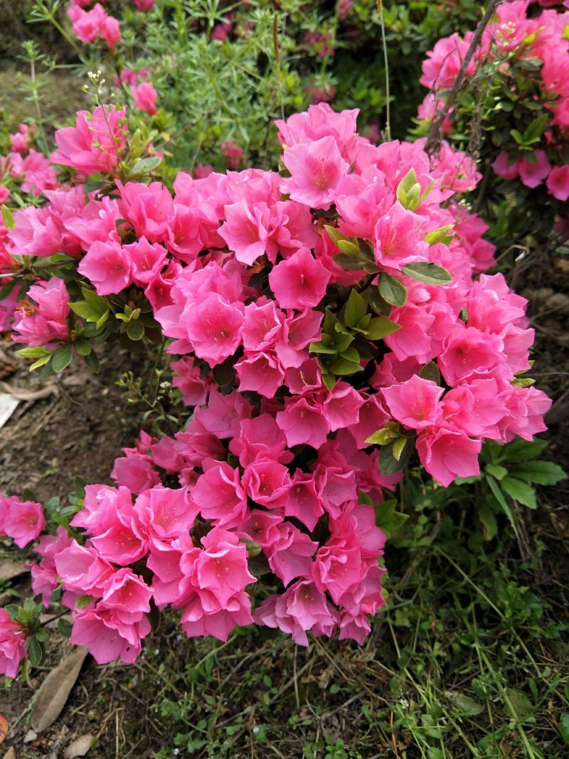 杜鹃小苗，杜鹃小毛球，西洋杜鹃苗，夏杜鹃，绿化工程苗，