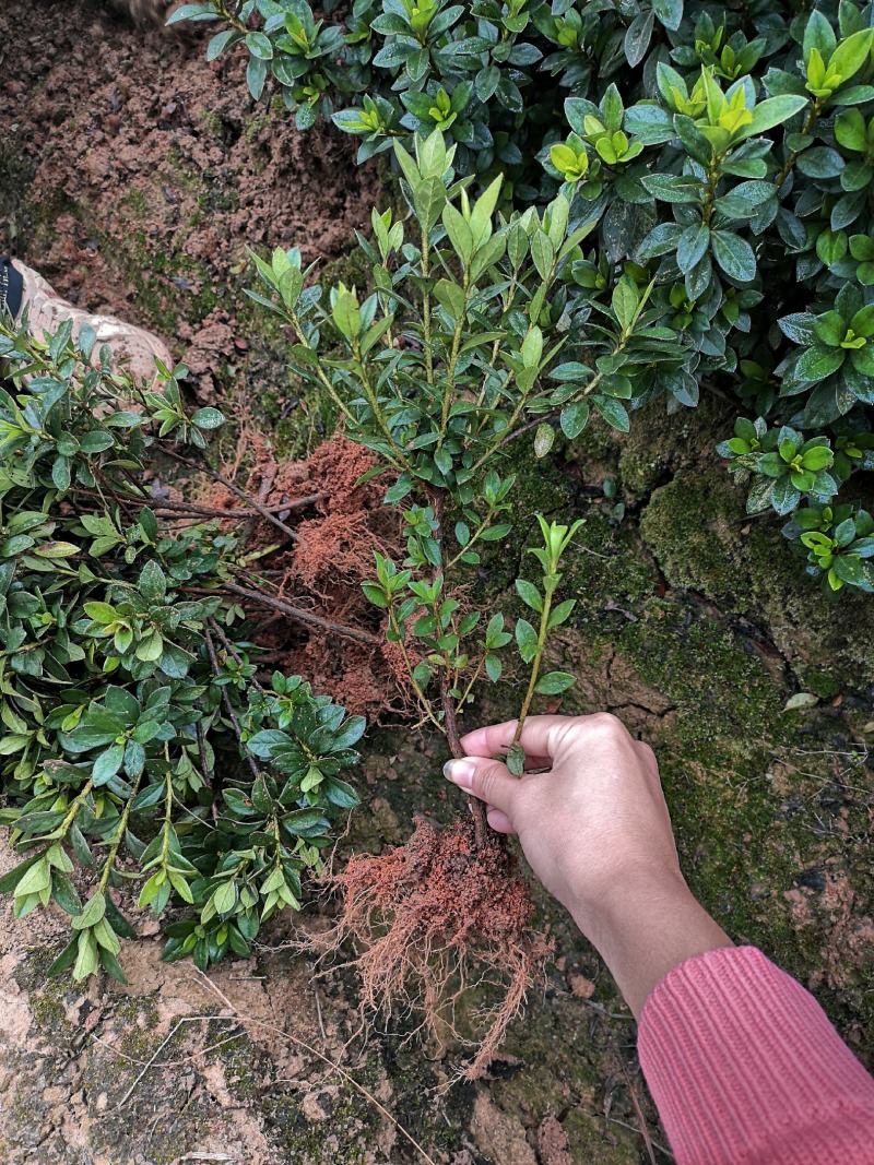 杜鹃小苗，杜鹃小毛球，西洋杜鹃苗，夏杜鹃，绿化工程苗，