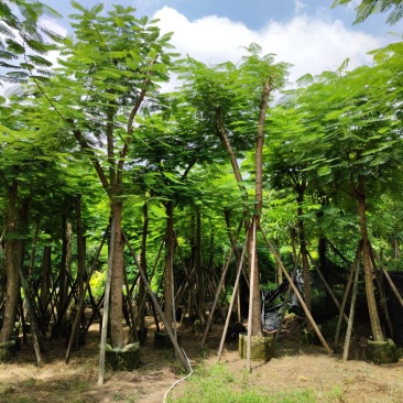 25-28-30分凤凰木袋苗供应商,广东凤凰木,普宁凤凰